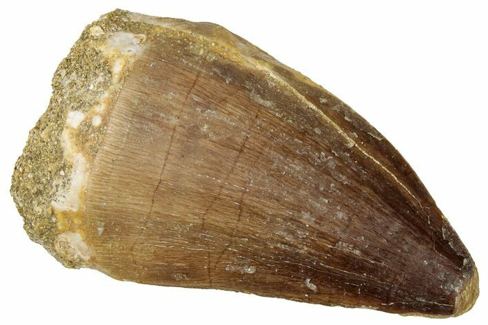 Fossil Mosasaur (Prognathodon) Tooth - Morocco #322671